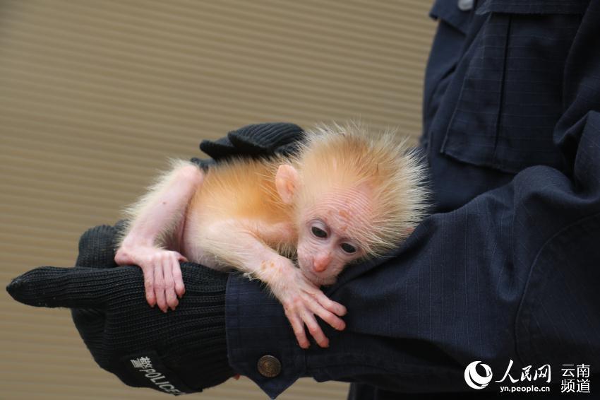 A northern pig-tailed macaque cub, under first-class national protection in China, was recently saved from a trafficker by two citizens in Pu\'er, southwestern China\'s Yunnan Province, and was later handed to local forest police. (Photo/People\'s Daily Online)