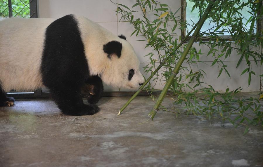 Gao Gao adapts to the new environment.  (Photo/Courtesy of China Conservation and Research Center of Giant Pandas)

Chinese giant panda Gao Gao returned to the China Conservation and Research Center of Giant Pandas in Southwest China\'s Sichuan Province, from the San Diego Zoo, U.S., on Thursday morning. At the age of 28, Gao Gao is father to five giant panda cubs that were born in the U.S. It was rescued from the wild in 1992 and has lived in the San Diego Zoo since 2003.