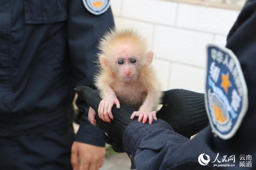 A northern pig-tailed macaque cub, under first-class national protection in China, was recently saved from a trafficker by two citizens in Pu\'er, southwestern China\'s Yunnan Province, and was later handed to local forest police. (Photo/People\'s Daily Online)