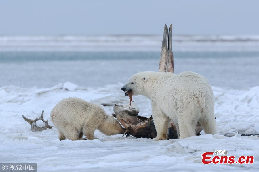 A hungry bear cub holds onto a towering whale bone in Alaska. The young bear and its sibling climb on a bowhead whale bone which has been left out by local Alaskan Inupiat hunters. The 75-ton whales are sacred to Inupiat people, who cook and eat three per year, leaving the bones in a designated place for the polar bears to finish off the scraps of meat stuck to the bones. (Photo/VCG)
