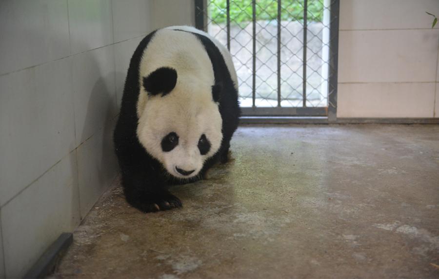 Gao Gao adapts to the new environment.  (Photo/Courtesy of China Conservation and Research Center of Giant Pandas)