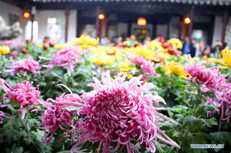 Photo taken on Nov. 1, 2018 shows chrysanthemums exhibited at the Lion Forest Garden, one of the four Suzhou classical gardens, in Suzhou, east China\'s Jiangsu Province. The one-month 2018 chrysanthemum exhibition opened here on Thursday. (Xinhua/Wang Jiankang)