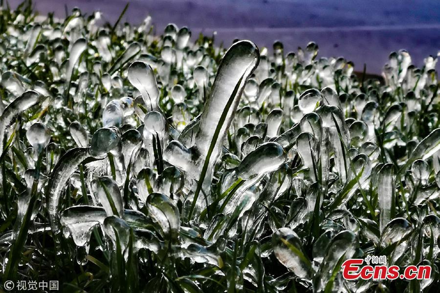 Cold front brings silver thaw to green belts in Hami city, Xinjiang Uygur Autonomous Region, Nov. 3, 2018. (Photo/VCG)