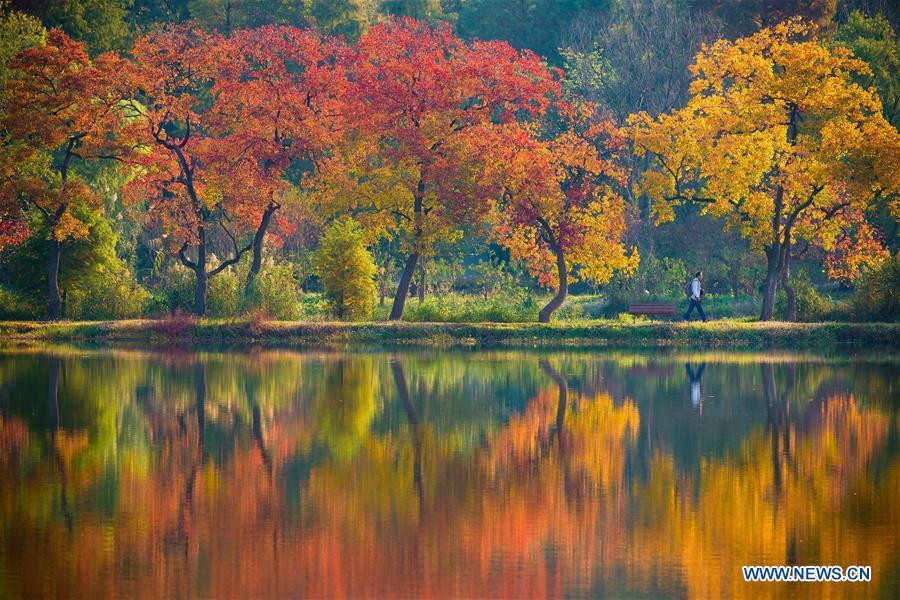 Photo taken on Nov. 1, 2018 shows the autumn scenery of the Zhongshan Botanical Garden in Nanjing, capital of east China\'s Jiangsu Province. (Xinhua/Su Yang)
