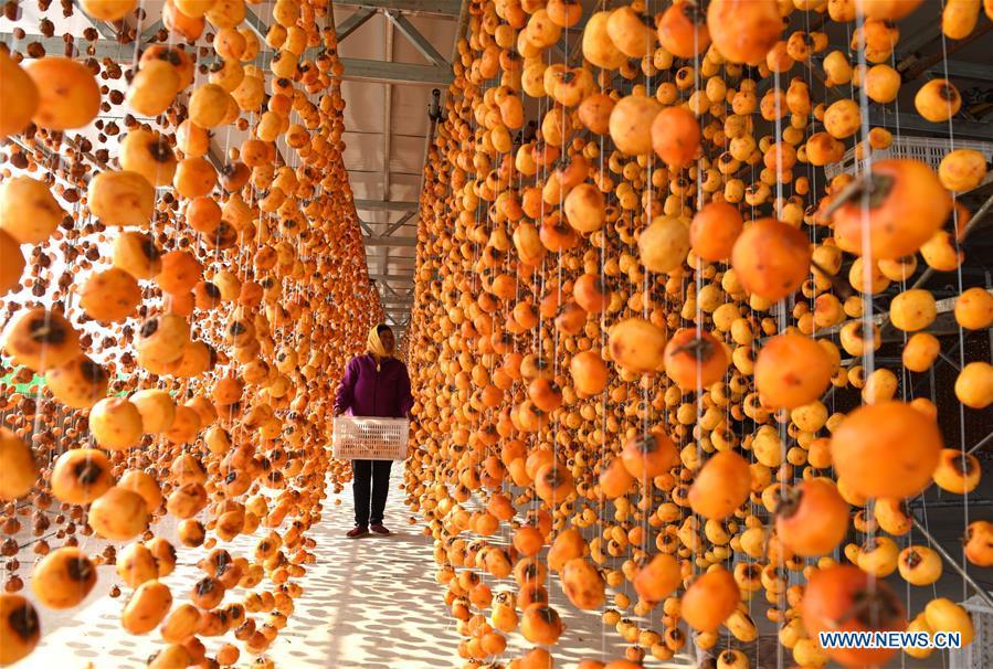 A farmer hangs persimmons for drying in Maquan Village of Yinan County, east China\'s Shandong Province, Nov. 2, 2018. (Xinhua/Du Yubao)