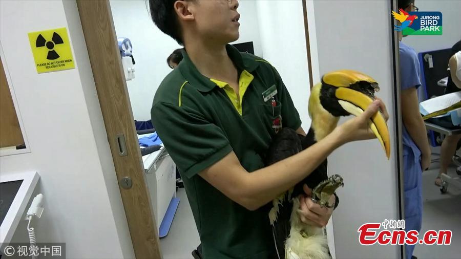 Jary, 22-year-old male great pied hornbill, has been given a 3D-printed prosthetic casque after surgery to remove cancerous tissue.In July, staff at Jurong Bird Park discovered an 8cm gash on Jary\'s casque - an enlarged section on the bill. They suspected the bird might be suffering from cancer as much of the tissue under Jary\'s casque had been destroyed by the disease. After a CT scan, surgeons decided to remove all the cancerous growth. The team worked with National University of Singapore to create a model of the casque for Jary to cover the exposed tissue as well as a jig to guide the saw during surgery. The whole design and 3D printing process took almost two months to complete.(Photo/VCG)