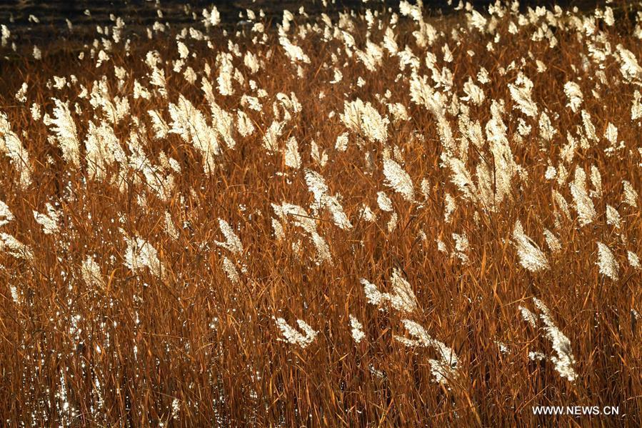 Photo taken on Nov. 4, 2018 shows reed flowers in a wetland in Qushui County of Lhasa, southwest China\'s Tibet Autonomous Region. (Xinhua/Wang Quanquan)