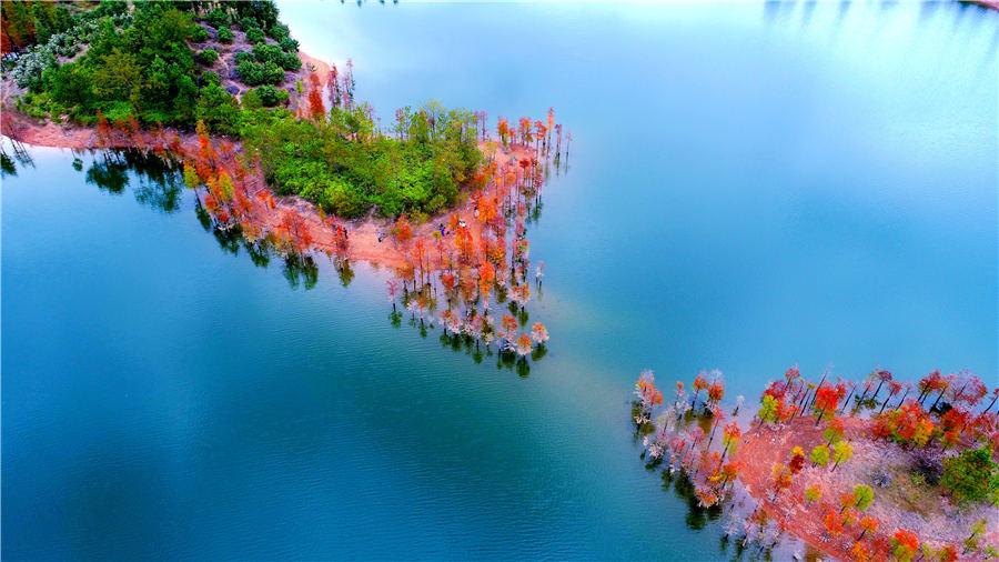 An aerial view of the colorful redwood forest at Zhengqiao Reservoir in Xianju county, East China\'s Zhejiang Province, on Nov. 4, 2018. (Photo/Asianewsphoto)