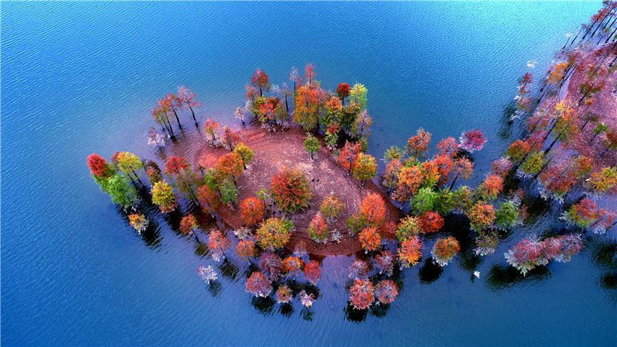 An aerial view of the colorful redwood forest at Zhengqiao Reservoir in Xianju county, East China\'s Zhejiang Province, on Nov. 4, 2018. (Photo/Asianewsphoto)