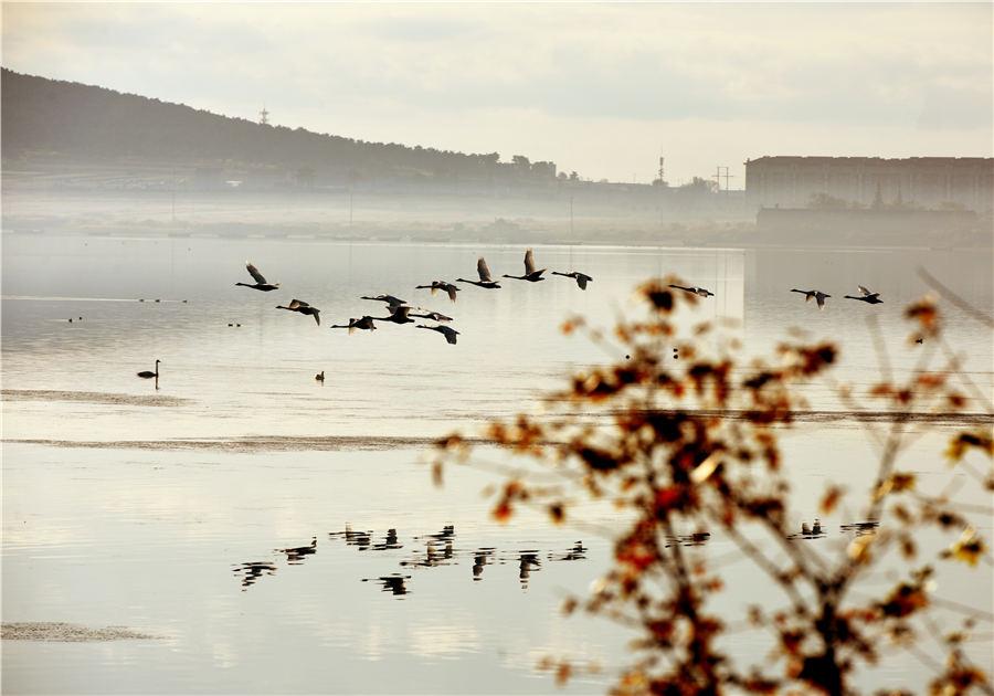 As winter approaches, Swan Lake in Rongcheng, East China\'s Shandong Province, attracts flocks of swans to spend the winter. (Photo/Asianewsphoto)