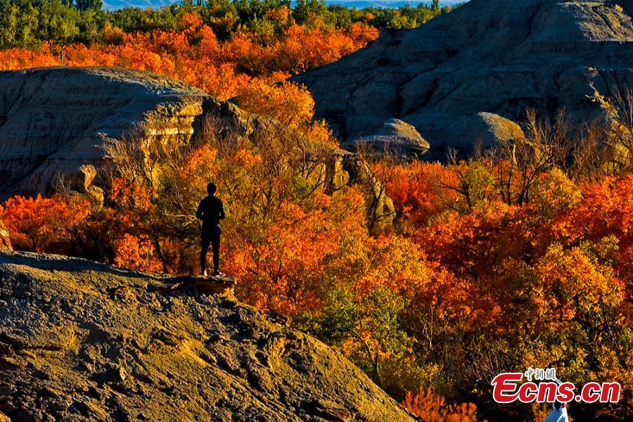 Photo taken in November,2018 shows the autumn scenery of the forest of populus euphratica, commonly known as desert poplar, in Urho district, Karamay city, northwest China\'s Xinjiang Uygur Autonomous Region.  (Photo: China News Service/ Min Yong)