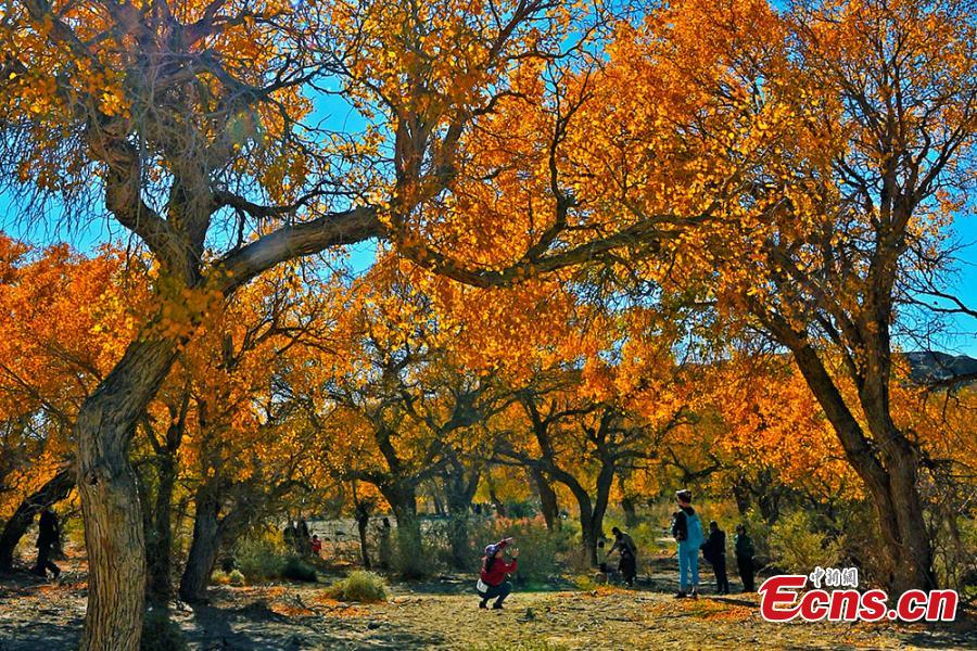 Photo taken in November,2018 shows the autumn scenery of the forest of populus euphratica, commonly known as desert poplar, in Urho district, Karamay city, northwest China\'s Xinjiang Uygur Autonomous Region.  (Photo: China News Service/ Min Yong)