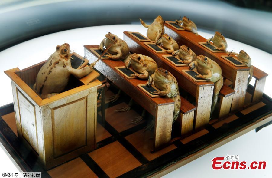 Frogs attending school are pictured at the Frog Museum, a collection of 108 stuffed frogs in scenes portraying everyday life in the 19th-century and made by Francois Perrier, in Estavayer-le-Lac, Switzerland, November 7, 2018. (Photo/Agencies)