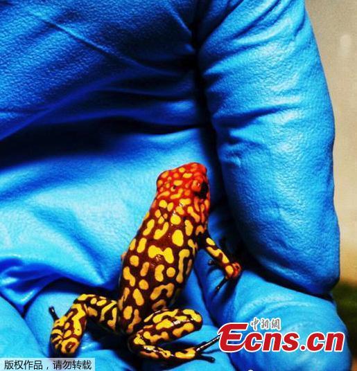 Police in Colombia\'s capital have recovered 216 poisonous frogs from an airport bathroom and authorities say smugglers planned to illegally send them for sale in Germany. Authorities announced Wednesday they\'d found the frogs hidden in small film containers that were buried in a bag filled with clothes. The rescued amphibians include endangered species like the dark orange and black Lehmann\'s poison frog. The creatures can fetch $2,000 each on the illegal wildlife market. They are sought after by collectors and others hoping to obtain their venom. (Photo/ Agencies)