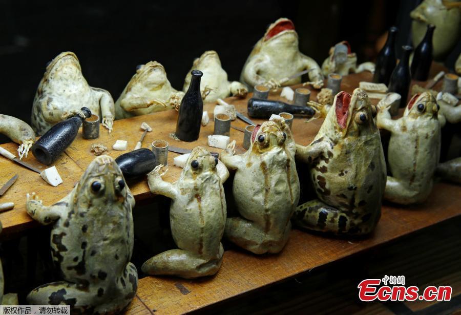 Frogs representing eating at an electorate diner are pictured at the Frog Museum, a collection of 108 stuffed frogs in scenes portraying everyday life in the 19th-century and made by Francois Perrier, in Estavayer-le-Lac, Switzerland November 7, 2018. (Photo/Agencies)