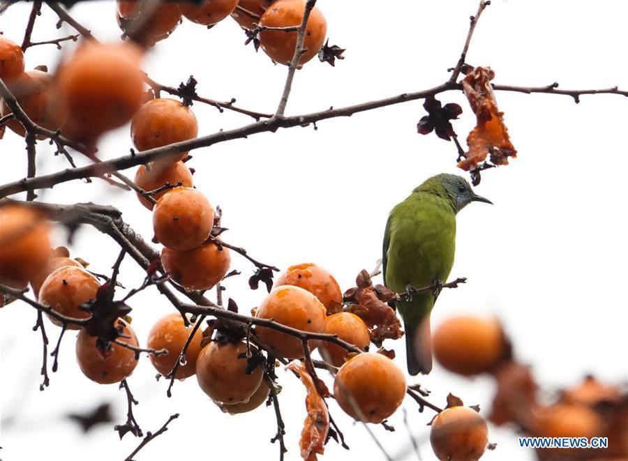 A bird rests on a persimmon tree at Guizhou arboretum in Guiyang, southwest China\'s Guizhou Province, on Nov. 7, 2018. (Xinhua/Qiao Qiming)
