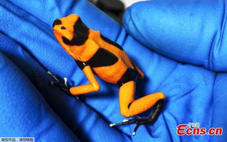 Police in Colombia\'s capital have recovered 216 poisonous frogs from an airport bathroom and authorities say smugglers planned to illegally send them for sale in Germany. Authorities announced Wednesday they\'d found the frogs hidden in small film containers that were buried in a bag filled with clothes. The rescued amphibians include endangered species like the dark orange and black Lehmann\'s poison frog. The creatures can fetch $2,000 each on the illegal wildlife market. They are sought after by collectors and others hoping to obtain their venom. (Photo/ Agencies)