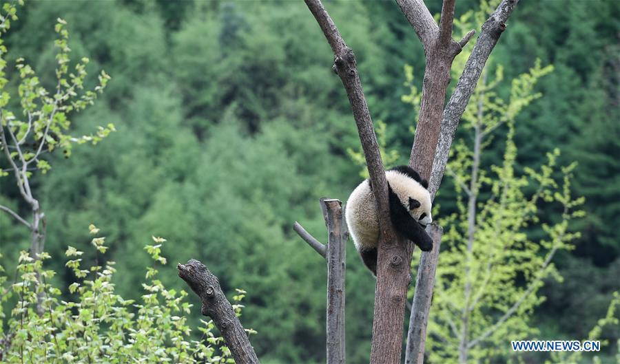 Photo taken on April 25, 2018 shows a giant panda at the Shenshuping base of China Conservation and Research Center for Giant Pandas in Wolong, southwest China\'s Sichuan Province. The number of captive pandas had reached 548 globally as of November this year, said China\'s National Forestry and Grassland Administration Thursday. A total of 48 pandas were born, and 45 survived this year in China, a survival rate of 93.75 percent, according to data released by the administration at the on-going International Conference for the Giant Panda Conservation and Breeding held in Chengdu. (Xinhua/Xue Yubin)