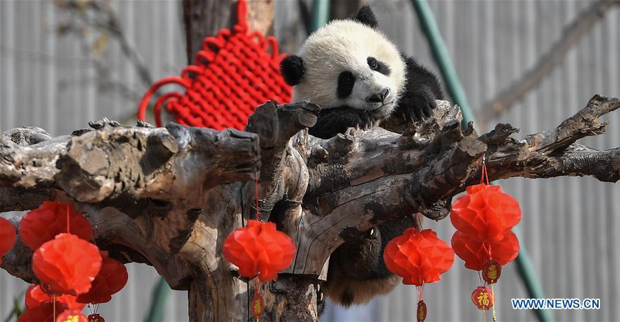Photo taken on Feb. 15, 2018 shows a giant panda at the Shenshuping base of China Conservation and Research Center for Giant Pandas in Wolong, southwest China\'s Sichuan Province. The number of captive pandas had reached 548 globally as of November this year, said China\'s National Forestry and Grassland Administration Thursday. A total of 48 pandas were born, and 45 survived this year in China, a survival rate of 93.75 percent, according to data released by the administration at the on-going International Conference for the Giant Panda Conservation and Breeding held in Chengdu. (Xinhua/Xue Yubin)