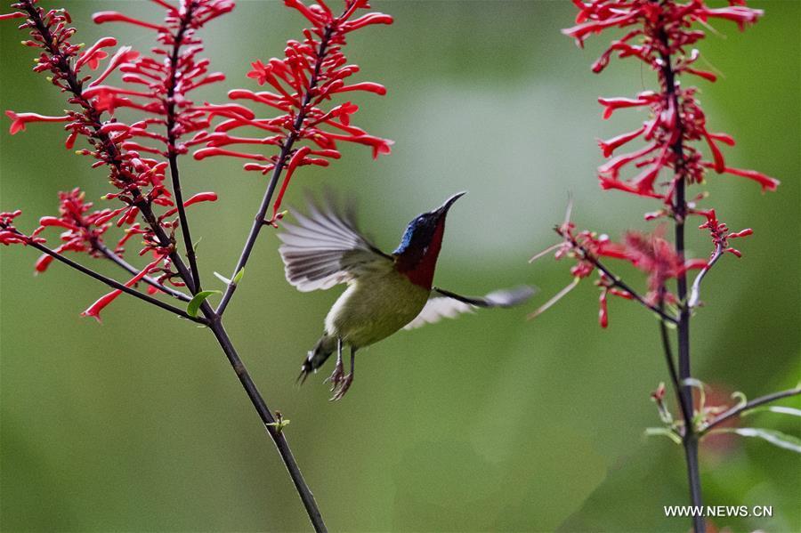 <?php echo strip_tags(addslashes(A sunbird flies amid flowers at the Fuzhou National Forest Park in Fuzhou, capital of southeast China's Fujian Province, Nov. 10, 2018. (Xinhua/Mei Yongcun))) ?>