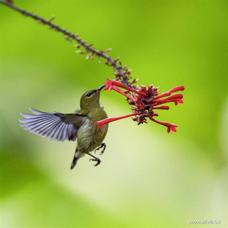 <?php echo strip_tags(addslashes(A sunbird gathers honey from a flower at the Fuzhou National Forest Park in Fuzhou, capital of southeast China's Fujian Province, Nov. 11, 2018. (Xinhua/Mei Yongcun))) ?>