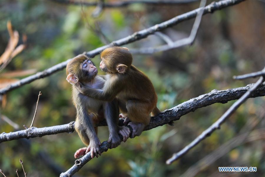 <?php echo strip_tags(addslashes(Monkeys play on a tree at Huaguo Mountain Scenic Area in Lianyungang, east China's Jiangsu Province, Nov. 10, 2018. (Xinhua/Si Wei))) ?>
