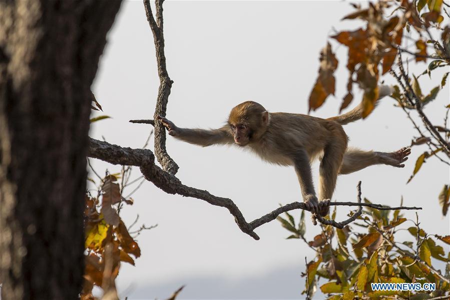 A monkey climbs up a tree at Huaguo Mountain Scenic Area in Lianyungang, east China\'s Jiangsu Province, Nov. 10, 2018. (Xinhua/Si Wei)