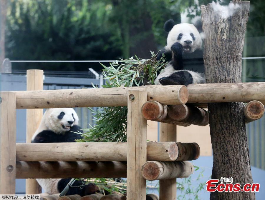 <?php echo strip_tags(addslashes(Female giant panda cub Xiang Xiang (R) and her mother Shin Shin (L) eat bamboo at Ueno Zoo in Tokyo on November 12, 2018.  (Photo/Agencies))) ?>