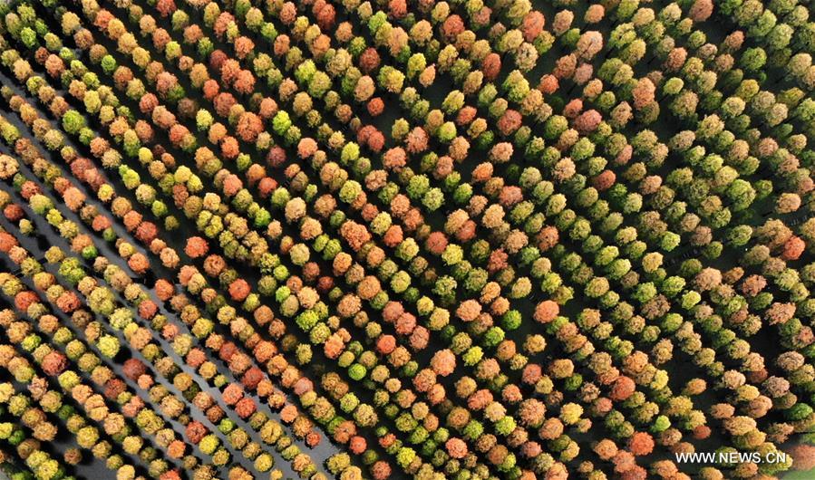 <?php echo strip_tags(addslashes(Aerial photo taken on Nov. 12, 2018 shows the scenery of the dawn redwood forest at Luyang Lake Wetland Park in Yangzhou, east China's Jiangsu Province. (Xinhua/Meng Delong))) ?>