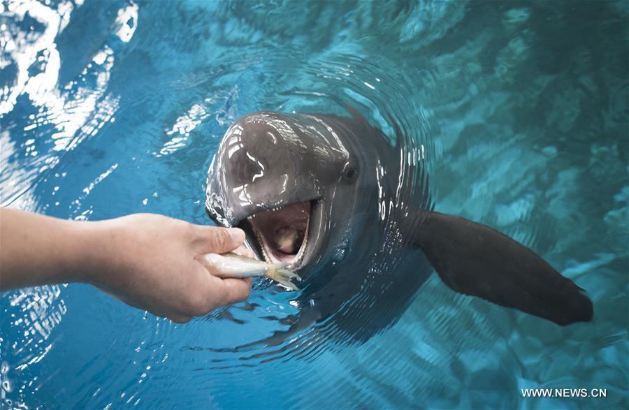 <?php echo strip_tags(addslashes(A keeper feeds a Yangtze finless porpoise at the Yangtze River Dolphin aquarium in the Institute of Hydrobiology of the Chinese Academy of Sciences in Wuhan, capital of central China's Hubei Province, on Nov. 10, 2018. With a slightly curved mouth, the Yangtze finless porpoise is often called the 