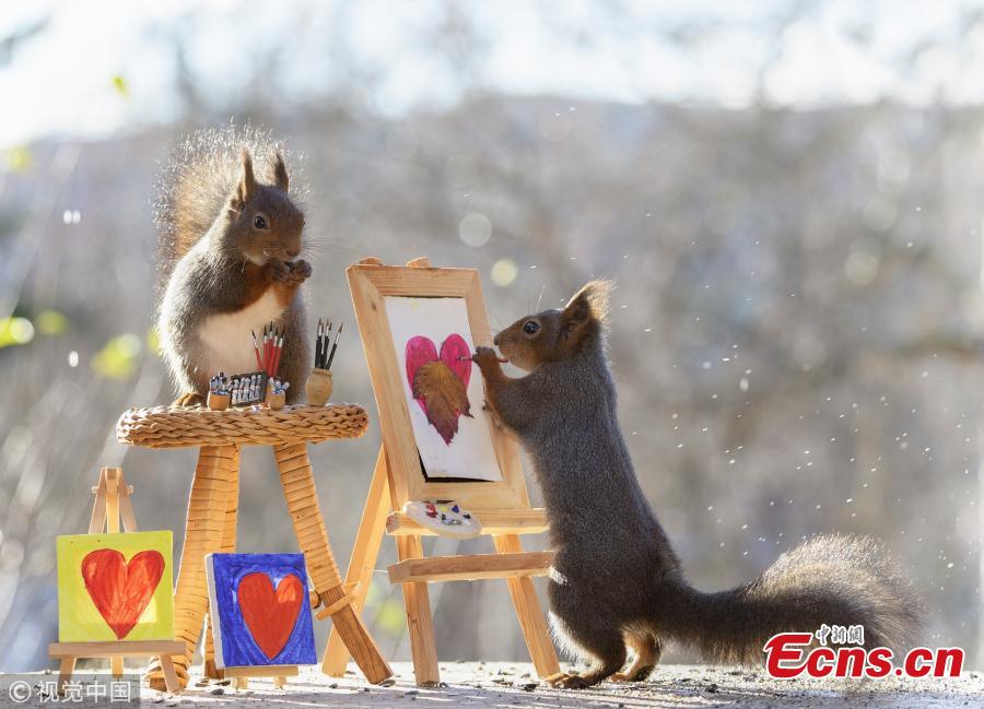 Red squirrels are caught on camera perfectly painting like artists. Professional photographer Geert Weggen, from Bispgarden, Sweden, spotted the critters in his back garden. (Photo/IC)