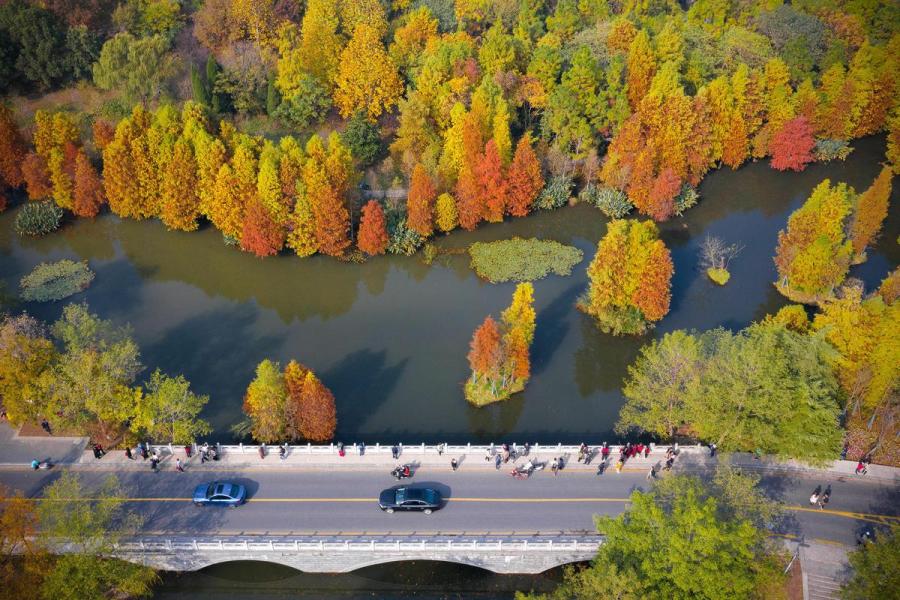 Late autumn leaves create a golden canopy over people strolling through the Zhongshan scenic area in Nanjing, East China\'s Jiangsu Province, on Nov. 10, 2018. The picturesque view has attracted a good number of visitors.(Photo/Asianewsphoto)