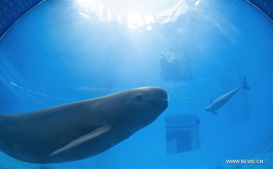 Yangtze finless porpoises swim at the Yangtze River Dolphin aquarium in the Institute of Hydrobiology of the Chinese Academy of Sciences in Wuhan, capital of central China\'s Hubei Province, on Nov. 10, 2018. With a slightly curved mouth, the Yangtze finless porpoise is often called the \