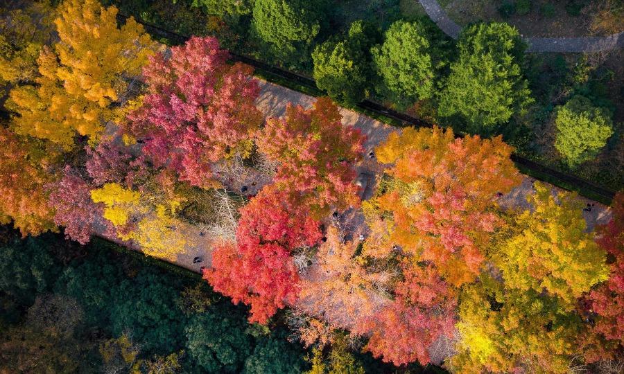 Late autumn leaves create a golden canopy over people strolling through the Zhongshan scenic area in Nanjing, East China\'s Jiangsu Province, on Nov. 10, 2018. The picturesque view has attracted a good number of visitors.(Photo/Asianewsphoto)