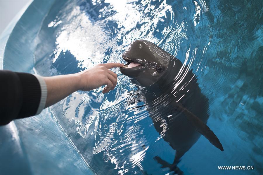 A keeper gives medical care training to a Yangtze finless porpoise at the Yangtze River Dolphin aquarium in the Institute of Hydrobiology of the Chinese Academy of Sciences in Wuhan, capital of central China\'s Hubei Province, on Nov. 10, 2018. With a slightly curved mouth, the Yangtze finless porpoise is often called the \