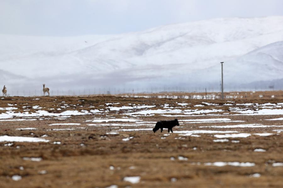 A very rare image of a female black wolf was photographed in the Sanjiangyuan National Park by World Wide Fund for Nature staff during a waterbird survey. This is the first time the species has been recorded in the Sanjiangyuan area, confirming the existence of the black wolf in the wild in China. (Photo: China News Serive/Li Li)
