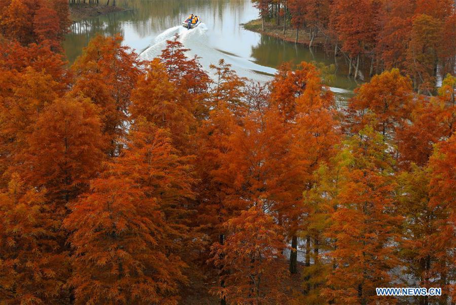 Photo taken on Nov. 14, 2018 shows the scenery of redwood forest at the Tianquan Lake scenic area in Xuyi County, east China\'s Jiangsu Province. (Xinhua/Zhou Haijun)
