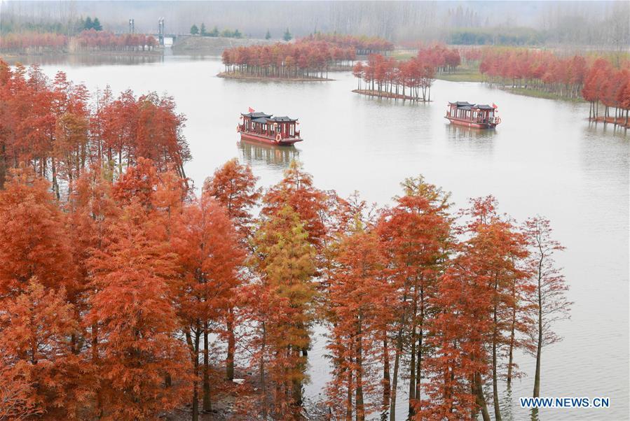 Photo taken on Nov. 14, 2018 shows the scenery of redwood forest at the Tianquan Lake scenic area in Xuyi County, east China\'s Jiangsu Province. (Xinhua/Zhou Haijun)