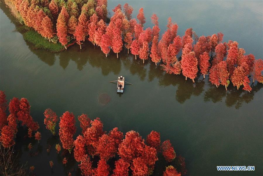 <?php echo strip_tags(addslashes(Aerial photo taken on Nov. 14, 2018 shows the scenery of redwood forest at the Tianquan Lake scenic area in Xuyi County, east China's Jiangsu Province. (Xinhua/Zhou Haijun))) ?>