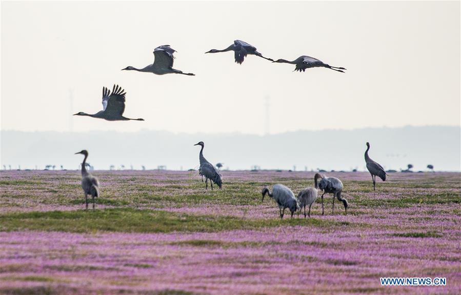 <?php echo strip_tags(addslashes(Grey cranes are seen at Duchang wetland of Poyang Lake, east China's Jiangxi Province, Nov. 14, 2018. The Poyang Lake, China's largest freshwater lake, saw a flock of migratory birds overwintering in it. (Xinhua/Fu Jianbin))) ?>