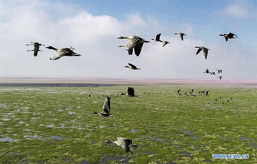<?php echo strip_tags(addslashes(Aerial photo taken on Nov. 9, 2018 shows migrant birds at Duchang wetland of Poyang Lake, east China's Jiangxi Province. The Poyang Lake, China's largest freshwater lake, saw a flock of migratory birds overwintering in it. (Xinhua/Fu Jianbin))) ?>