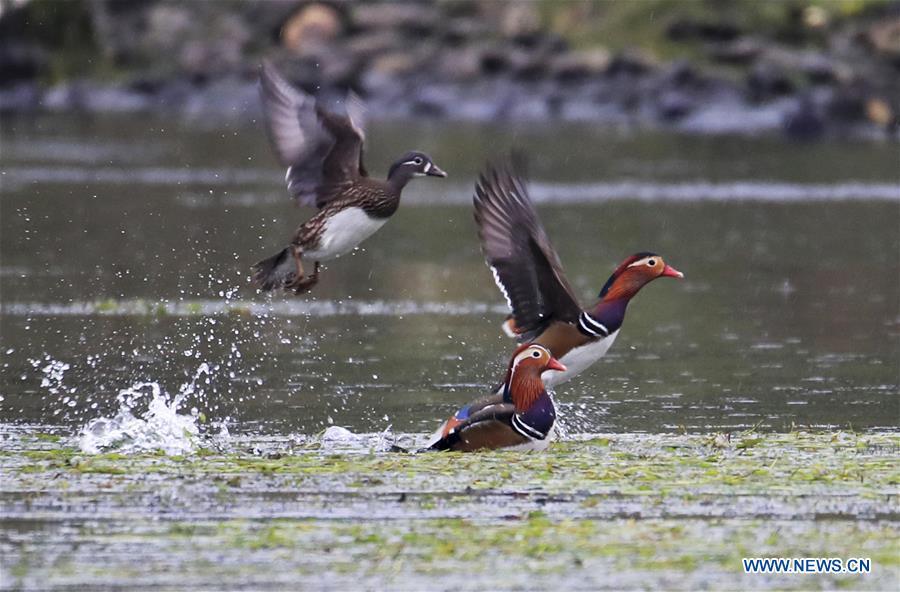 <?php echo strip_tags(addslashes(Wild mandarin ducks are seen on the Xin'an River in Huangshan City, east China's Anhui Province, Nov. 16, 2018. The Xin'an River in recent years has seen an increasing number of wild mandarin ducks overwintering in it. (Xinhua/Shi Guangde))) ?>