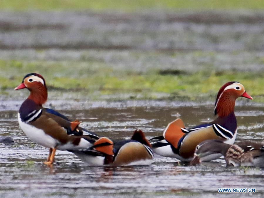 <?php echo strip_tags(addslashes(Wild mandarin ducks are seen on the Xin'an River in Huangshan City, east China's Anhui Province, Nov. 16, 2018. The Xin'an River in recent years has seen an increasing number of wild mandarin ducks overwintering in it. (Xinhua/Shi Guangde))) ?>