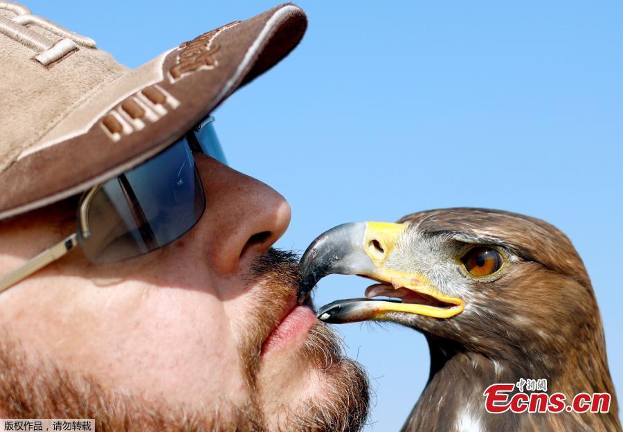Yasser al-Khawanky feeds his hunting Golden eagle during a celebration by Egyptian clubs and austringers on World Falconry Day at Borg al-Arab desert in Alexandria, Egypt, November 17, 2018. Picture taken November 17, 2018. (Photo/Agencies)