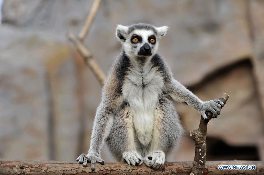 <?php echo strip_tags(addslashes(A ring-tailed lemur is seen at Qingdao Forest Wildlife World in Qingdao, east China's Shandong Province, Nov. 15, 2018. (Xinhua/Yu Fangping))) ?>