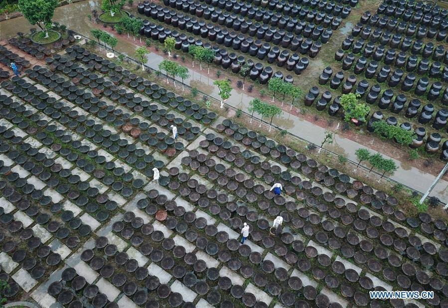 <?php echo strip_tags(addslashes(Aerial photo taken on Nov. 18, 2018 shows workers checking jars at a vinegar plant in Chishui, southwest China's Guizhou Province. Chishui maintained a traditional method to make vinegar with over 30 process steps.(Xinhua/Wang Changyu))) ?>