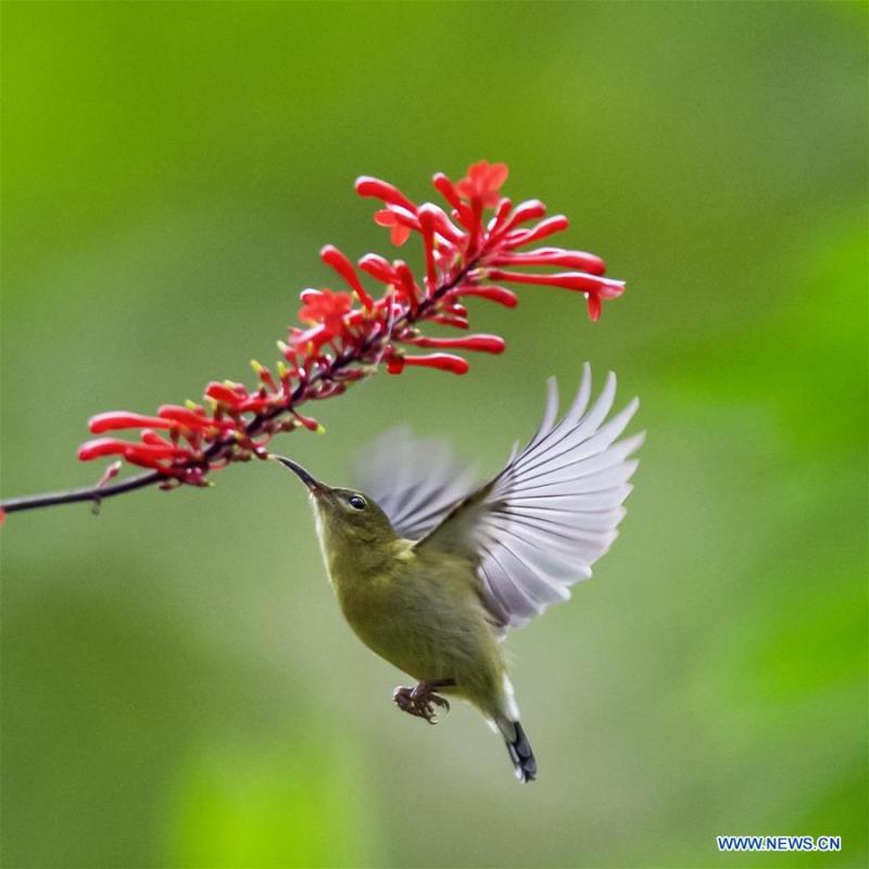 <?php echo strip_tags(addslashes(A sunbird gathers honey from a flower at the Fuzhou National Forest Park in Fuzhou, capital of southeast China's Fujian Province, Nov. 19, 2018. (Xinhua/Mei Yongcun))) ?>