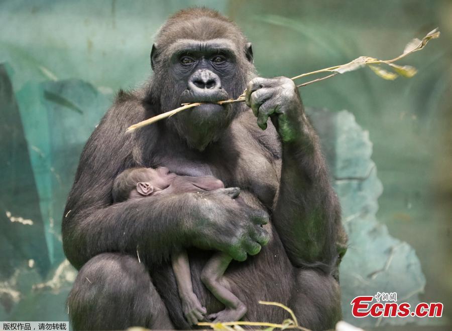 <?php echo strip_tags(addslashes(Kira, a 23-year-old western lowland gorilla, holds her newborn baby in its enclosure at the Moscow Zoo in Moscow, Russia November 21, 2018.  (Photo/Agencies))) ?>