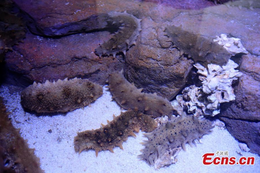 Different types of sea cucumbers are seen at a museum in Rongcheng, East China’s Shandong province. The sea cucumber museum, first of this kind in China, features over 100 specimens of the marine animal. The special museum also serves as a center for visitors to know more about the animal and its ecological role in the marine environment. (Photo: China News Service/ Wang Fudong)