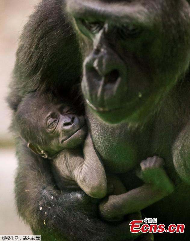 <?php echo strip_tags(addslashes(Kira, a 23-year-old western lowland gorilla, holds her newborn baby in its enclosure at the Moscow Zoo in Moscow, Russia November 21, 2018.  (Photo/Agencies))) ?>
